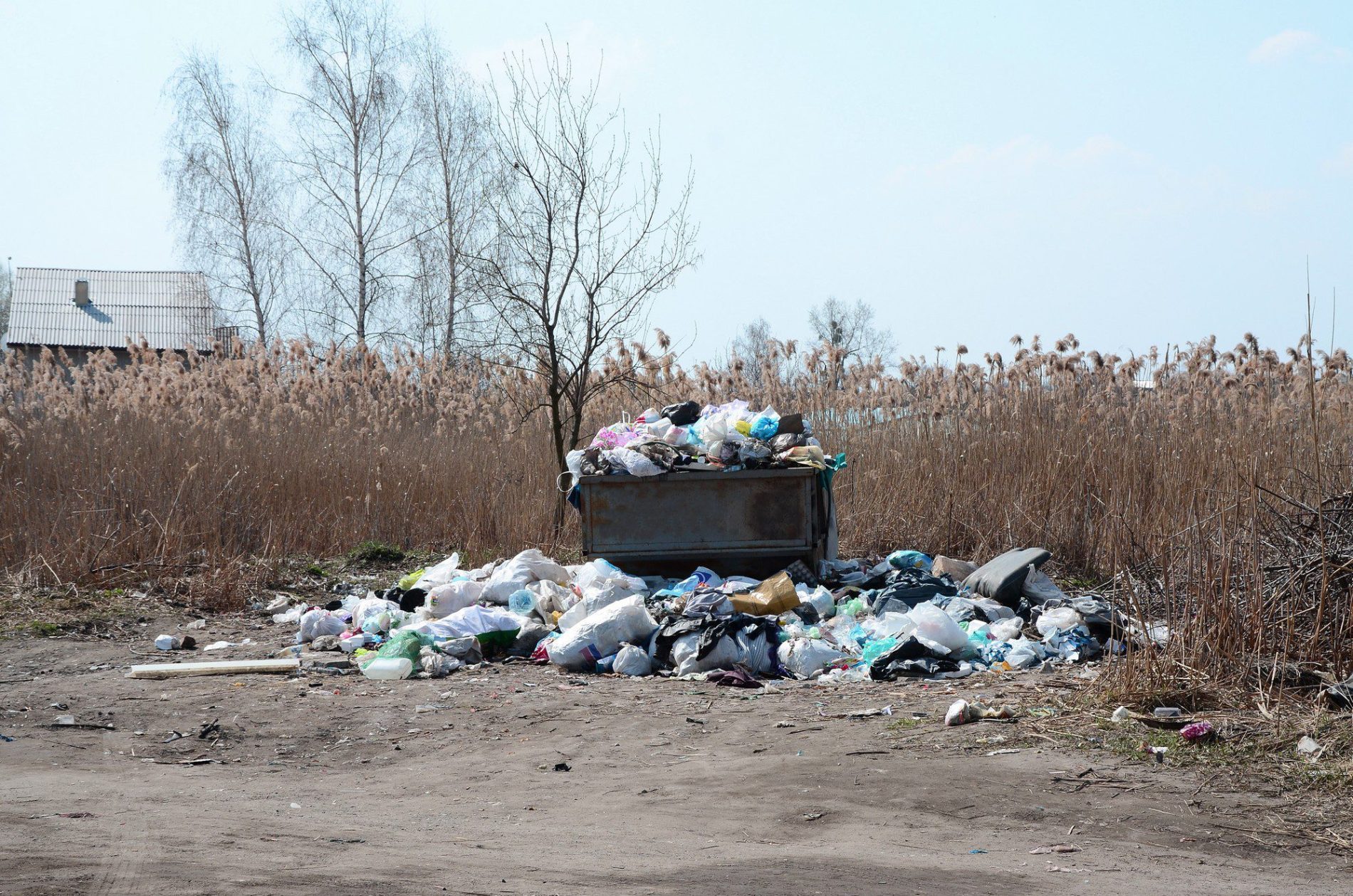 In this image, there is an overflowing dumpster filled with various kinds of trash, such as plastic bags, containers, and other waste materials. The area surrounding the dumpster is littered with trash that has spilt over onto the ground. The environment appears to be a rural or semi-rural area, as indicated by the tall, dry reeds in the background, the lack of paved roads, the open space, and a small structure with a roof in the distance, possibly a house or shed. Leafless trees suggest that the photo might have been taken in a season when trees are dormant, like late autumn or winter. The sky is clear with few clouds, indicating fair weather conditions.